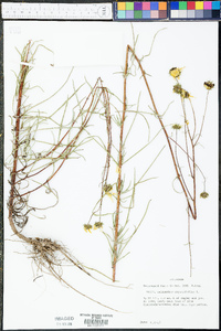 Helianthus angustifolius image