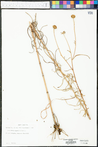 Helianthus angustifolius image