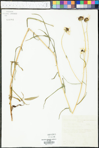 Helianthus angustifolius image