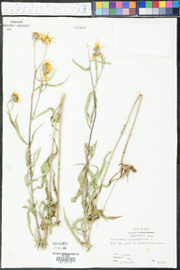 Helianthus angustifolius image