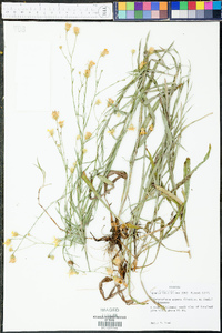 Heterotheca aspera image