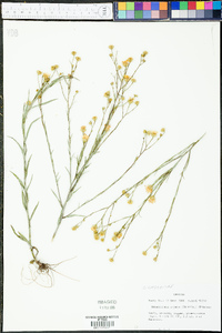 Heterotheca aspera image