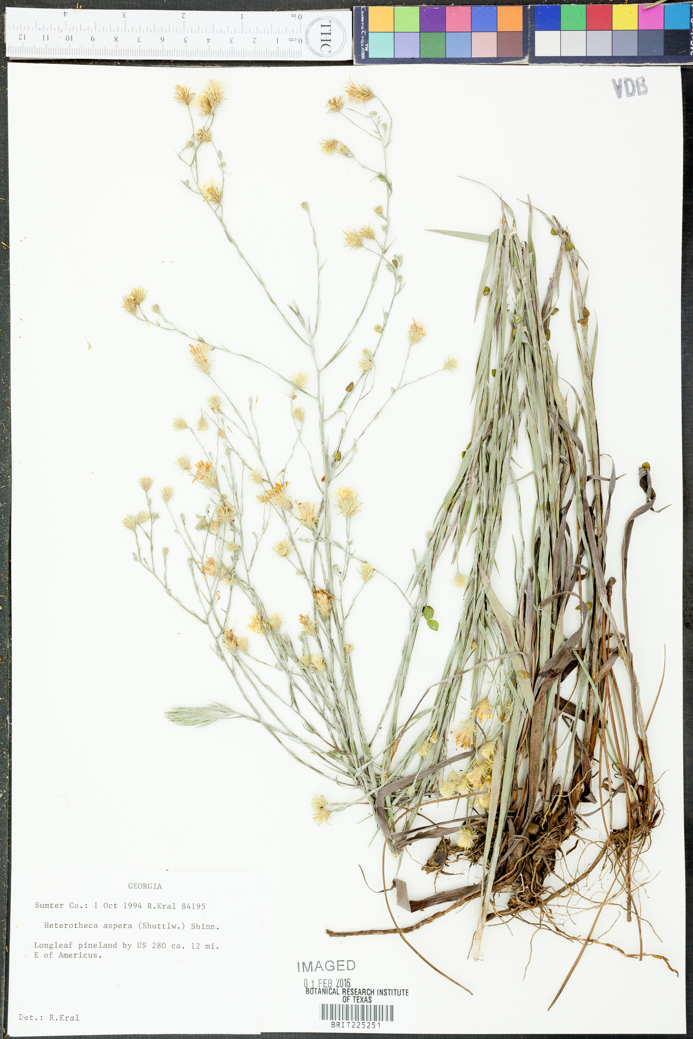 Heterotheca aspera image