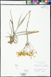 Heterotheca aspera image