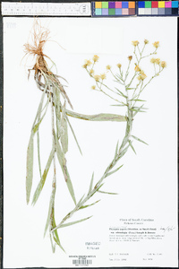 Pityopsis aspera var. adenolepis image