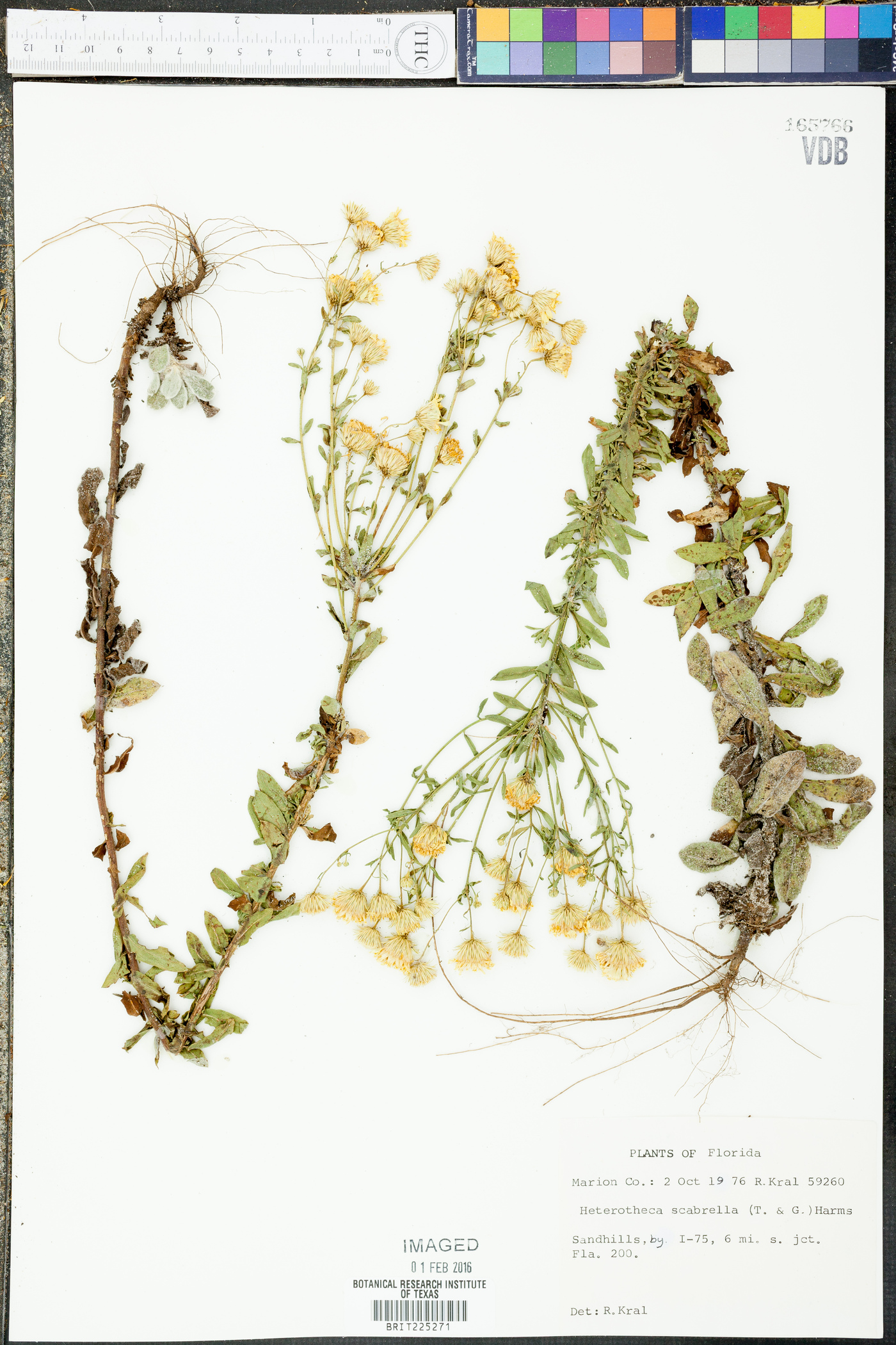 Heterotheca scabrella image