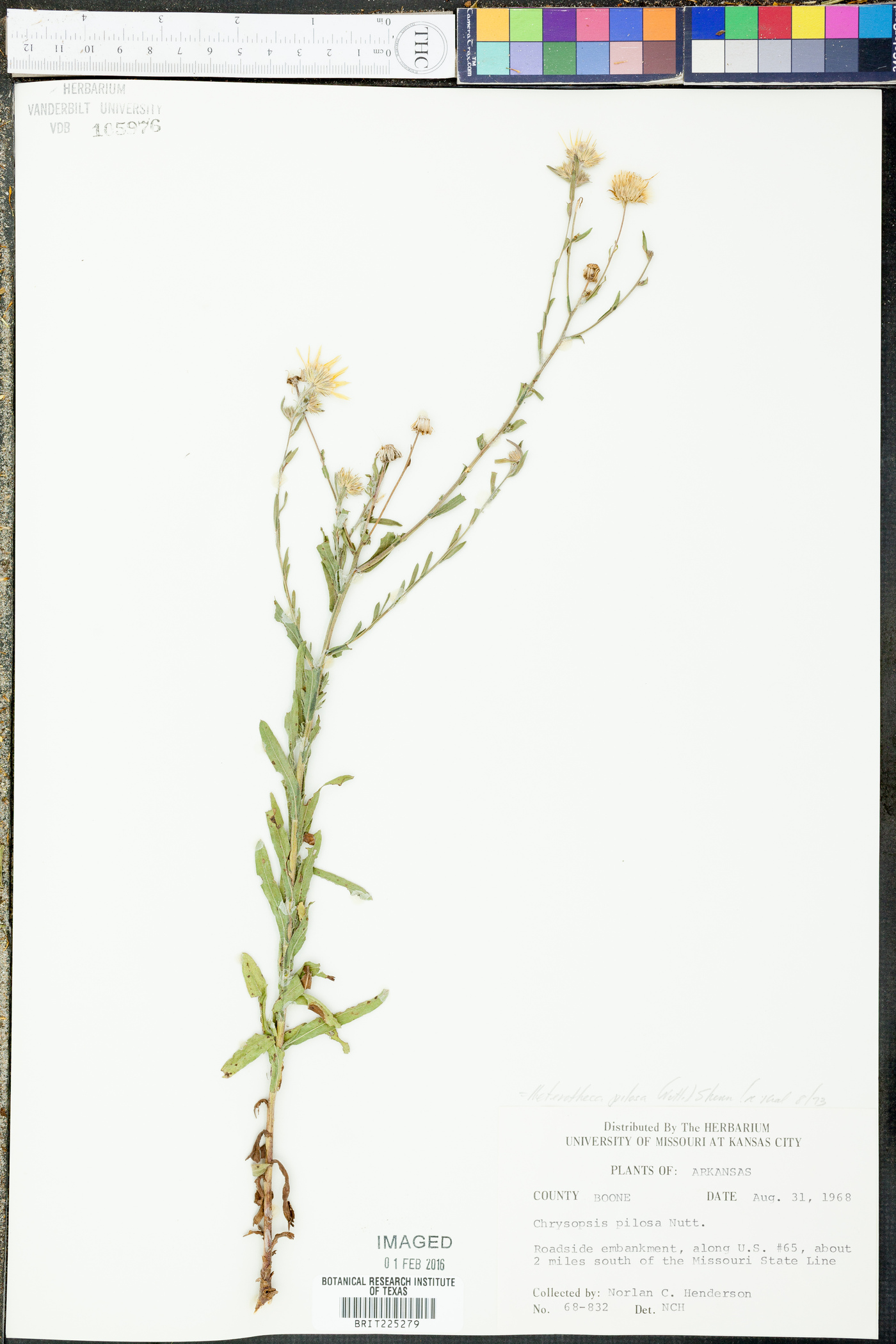 Chrysopsis pilosa image