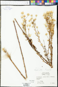 Bradburia pilosa image