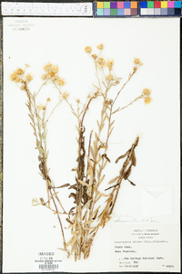 Bradburia pilosa image