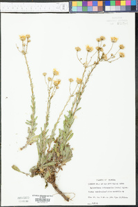 Chrysopsis gossypina subsp. gossypina image