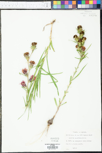 Liatris squarrosa image