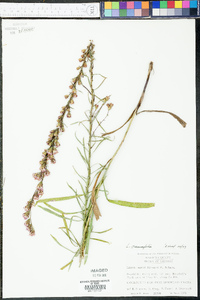 Liatris graminifolia image