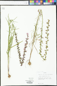 Liatris graminifolia image