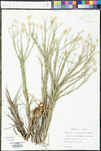 Pityopsis graminifolia image