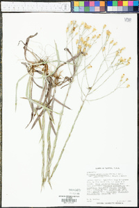 Pityopsis graminifolia image