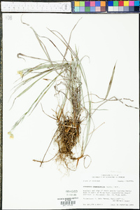 Pityopsis graminifolia image