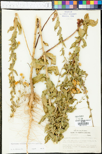 Heterotheca latifolia image