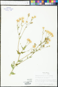 Heterotheca latifolia image