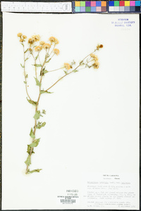 Heterotheca latifolia image