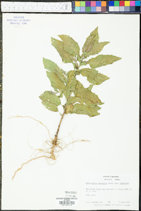 Heterotheca latifolia image