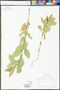 Heterotheca latifolia image