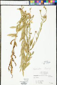 Bradburia pilosa image