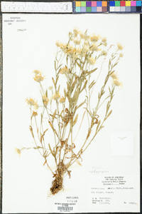 Bradburia pilosa image