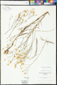 Heterotheca microcephala image