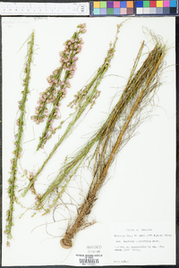 Liatris tenuifolia image