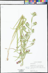 Liatris squarrosa image