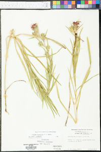 Liatris squarrosa image