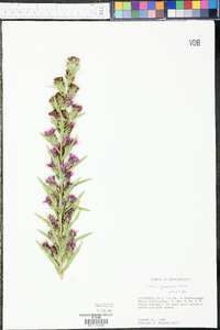 Liatris squarrosa image