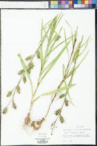 Liatris squarrosa image