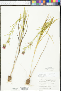 Liatris squarrosa image