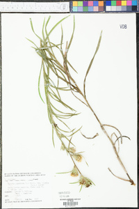 Liatris squarrosa image