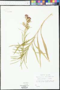 Liatris squarrosa image