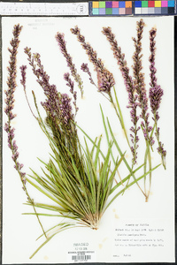 Liatris laevigata image