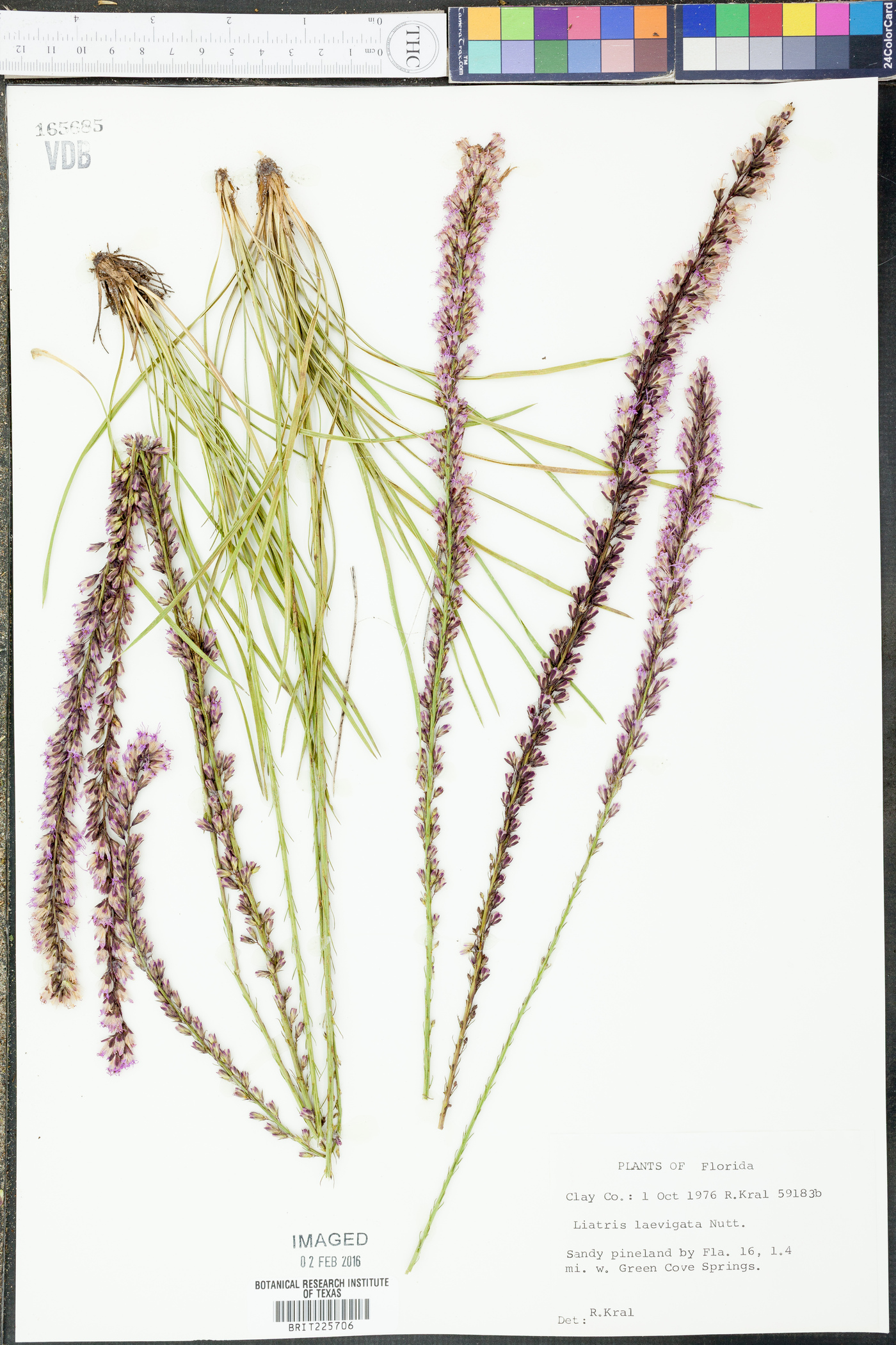 Liatris laevigata image