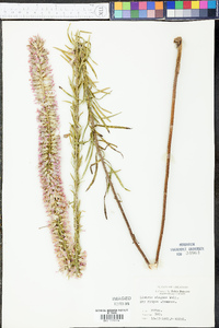 Liatris elegans image