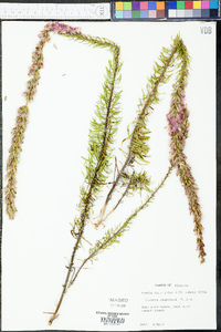 Liatris chapmanii image