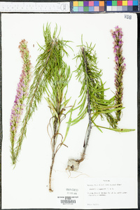 Liatris chapmanii image