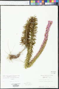 Liatris chapmanii image