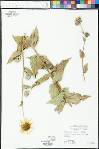 Helianthus mollis image