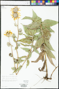 Helianthus mollis image