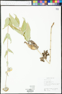 Helianthus mollis image