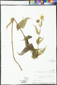 Helianthus hirsutus image