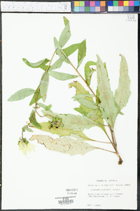 Silphium simpsonii image