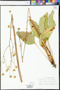 Silphium compositum image