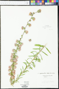 Liatris squarrulosa image