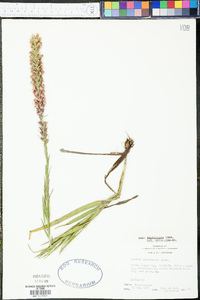 Liatris pycnostachya image